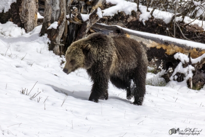Grizzly Jam in Pelican Valley YNP 2025